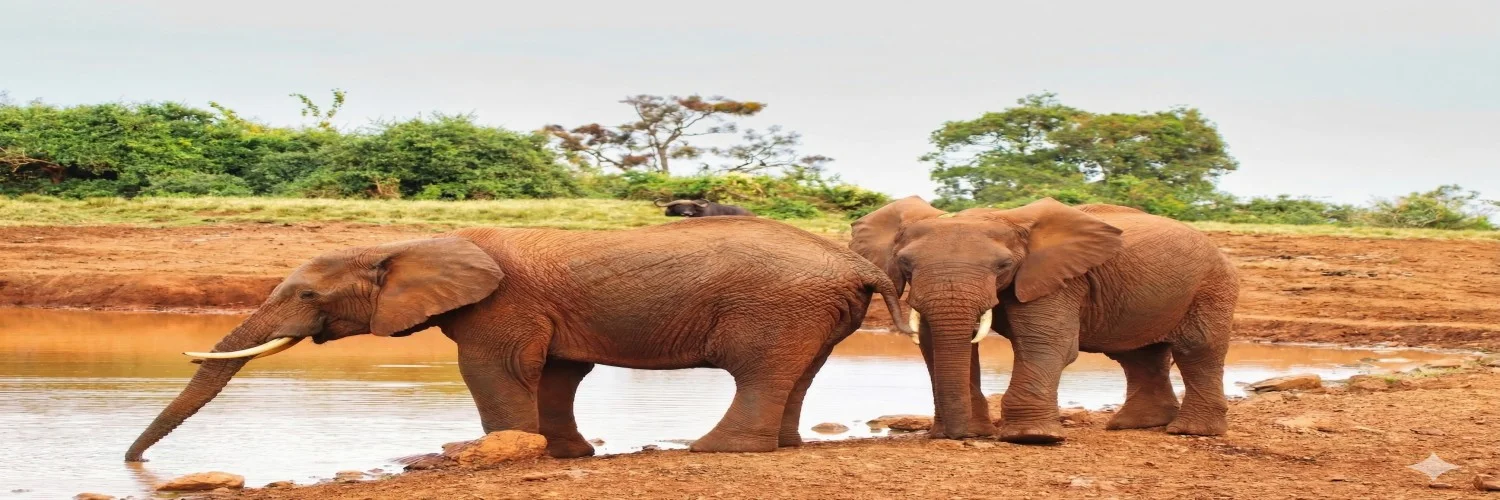 Aberdare Waterhole Wildlife Viewing